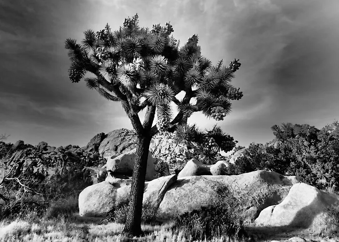 Casa Luisa Joshua Tree
